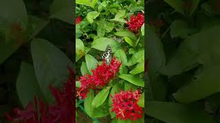 Butterfly 🦋 collecting nectar from flowers 🌺🏵️#naturalbeauty #beautiful