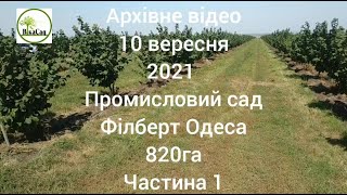 820 Га "НВО ФІЛБЕРТ" промисловий сад фундука. Професійний догляд за садом. Архівне відео 10.09.21