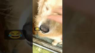 funny Golden retriever dog play| #shorts #dogs  #dog #funny #fun #doglover #lol  #goldenretriever