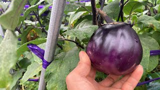 Round Eggplant