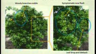 Understanding Citrus Root Mass Issues