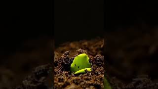 World environment day / WhatsApp status / 2021 / BGM HD status