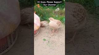 Grey Francolin with two Chicks #teetar #greyfrancolin