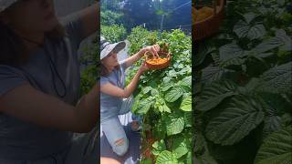 Fresh Pick Raspberries #fruit #garden #farm