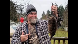 Trapping Muskrats. First Catch