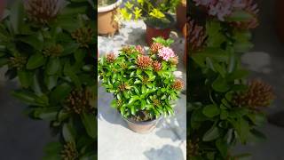 flowers status video❤||gardening video🌿||#trending #shorts #flowers #garden