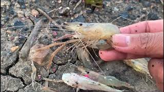 UDANG SUNGAI MAHAKAM HASIL PERANGKAP BUBU PAYUNG