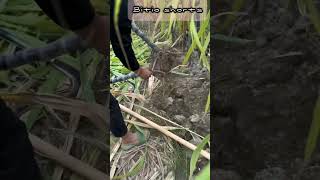 Rt 098556 mini rotary tillage and ridging all-in one tree short view #farming