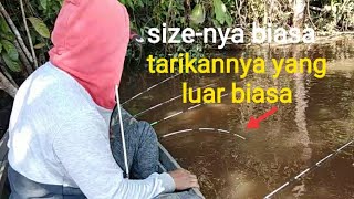 size-nya biasa tapi tarikannya itu loh yang luar biasa bikin kaget!prawn fishing!shrimp fishing