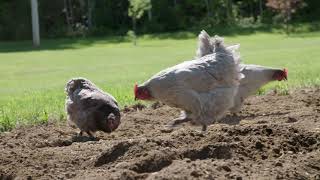 Gardening with Chickens!