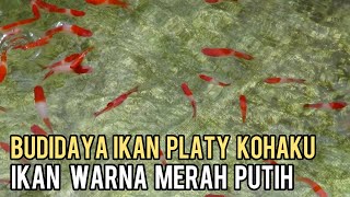 BUDIDAYA IKAN PLATY KOHAKU MUDAH DAN PRAKTIS