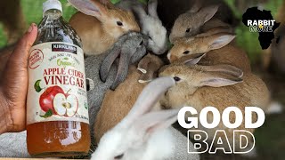 Apple Cider Vinegar use in Rabbit Farming, Good or Bad?