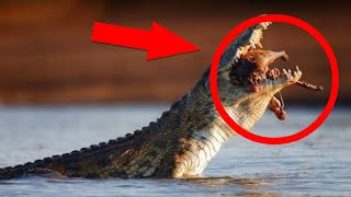 6 Disgusting Animal Habits That Will Make Your Skin Crawl