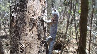 Iguane à queue épineuse de Madagascar