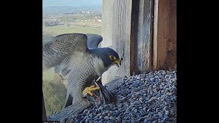 FalconCam 2024 10 03 Xavier's response to having his starling rejected