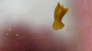 30 sec of a Flatworm