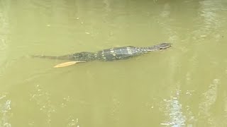 Varane in the water, south thailand, 🐊, 🇹🇭