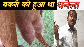 Thanela Hone Ke Baad Bakri Ne Kitna Udder Banaya|Bakri Ke Than Se Khoon Ana |Vimalumrao