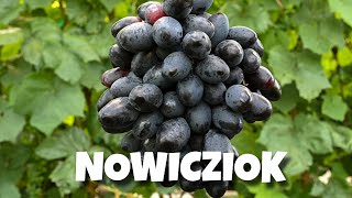 NOWICZIOK - Winorośl deserowa 🍇