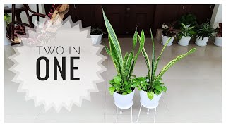 Snake plant and Money plant Setting in a single pot