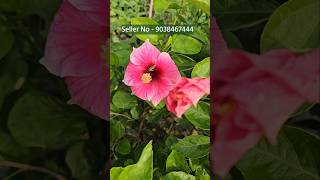 Wholesale Flower Plant Market Kolkata Muchisha Nursery biggest plant Market