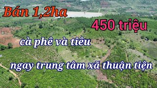 1,2ha cà phê xen tiêu ngay trung tâm giá chỉ 450 triệu/bán đất Đắk Nông