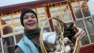 Live: I plant garlic in my Swedish vegetable garden 🧄🧄🧄