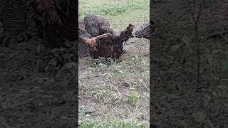 they eating carcasses #viralvideo