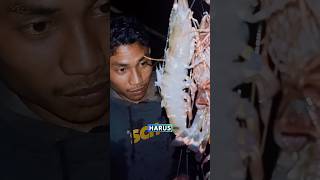 Dapat udang windu super babon 😱 #viralvideo #fypシ゚viral #youtubeshorts