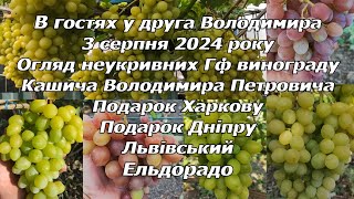 Огляд неукривних ГФ  винограда Кашича Володимира Петровича 3 серпня 2024 р.