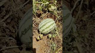 Watermelon #shorts #farming #watermelon #fruit #summer #summerdrink #foodcircle #energy #blogger