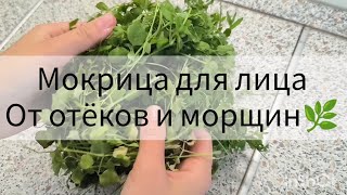 🌿Мокрица для лица от отёков и морщин