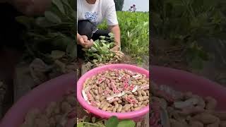 Watch me a satisfaying videos of agriculture growing fruit, vegetable, carrot, corn, onion etc 36