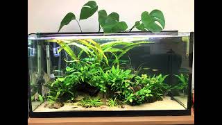 Evolution of a Planted Wild Angelfish Tank