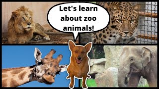 Professor Ginger Goes to the Zoo - Learn About Zoo Animals, Their Habitats, Coverings, and More