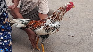 video viral !! seorang ibu bawa ayam birma bangkok warna blorok madu ke pasar !!! ternyata istimewa