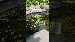 Frog display in frog pond