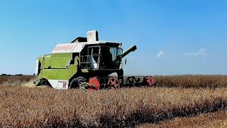 🚜 CAB-VIEW 👨‍🌾 Żniwa Pszenicy Claas w Akcji! 🌾| Claas Dominator 96 | #8