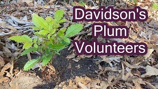 Davidson's Plum Volunteers