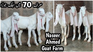 70 Mai Vip Ablak Pair 🔥. Naseer Ahmed Goat Farm Pe Aagya Quality Wala Maal.