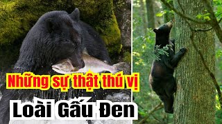 🔥Sự Thật Bất Ngờ Về Gấu Đen: Những Huyền Thoại và Thực Tế