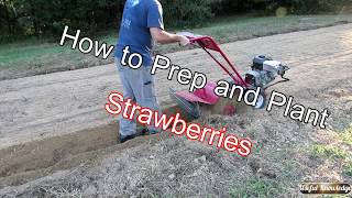 Planting Strawberries in the Fall  | Useful Knowledge