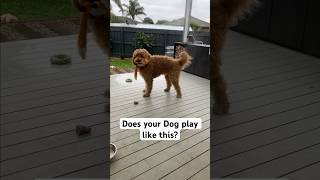 Does your Dog do this? #shorts #dog #pets #puppy #bernedoodle #petowner #doglover #cute #lol