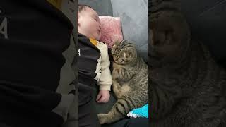 This is the sweetest video you'll see all week! 🥺#cutecat #catbaby