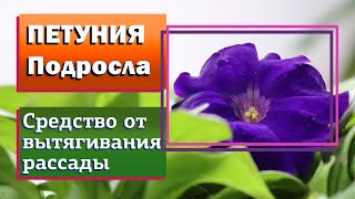 Петуния. Перевалка рассады. Регулятор роста от вытягивания рассады.