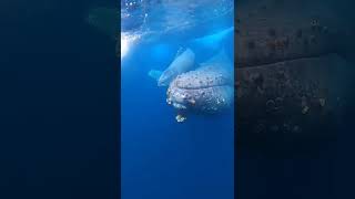 WHALE SINGING!! 🐋🐋 #shorts #whale #singing #ocean #sea