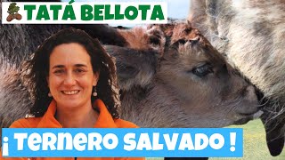 20.  Salvar ternero que no sabe mamar de su madre (criar ternero en el campo), para niños.