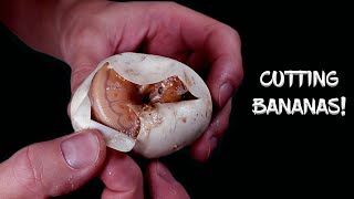 Cutting Banana Ball Python Eggs!  See the Results!