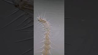 Microbe Magic: Exploring Nature's Tiniest Wonders | #shorts