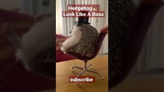 Hedgehog 🦔 Look Like A boss #reels #reels #youtubeshorts #cute #boss #animals #awwanimals #facebook